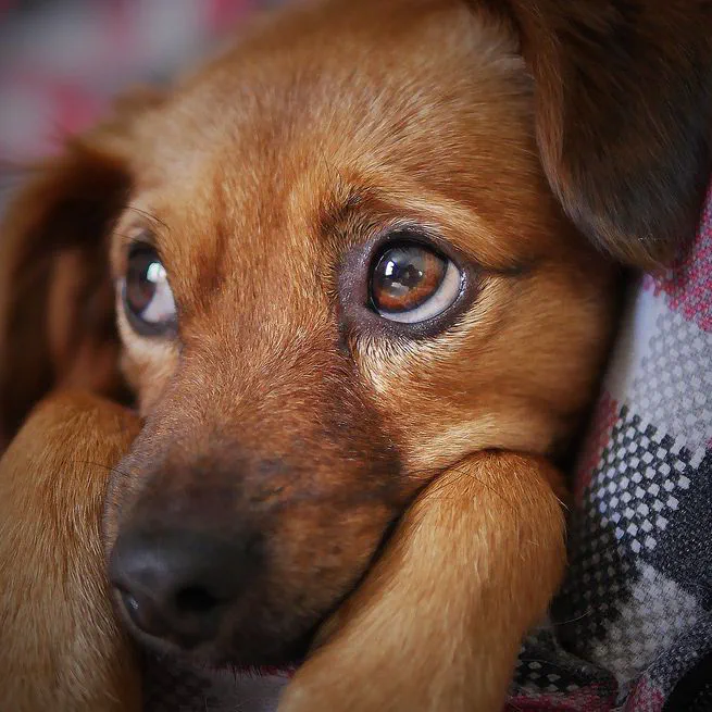 Feci Molli nel Cane: Analisi delle Cause e Soluzioni Efficaci